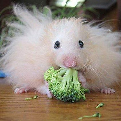 Loualunettes picture