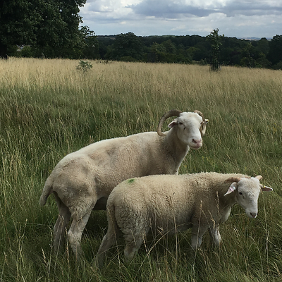 lissiethevegan picture