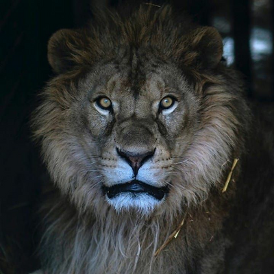 MustaphaSalam picture