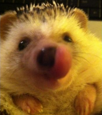 DaisytheHedgehog picture