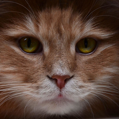 OliviaAbditory picture