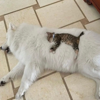 ForgotMyAccount picture