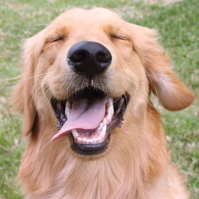 happydog:D picture