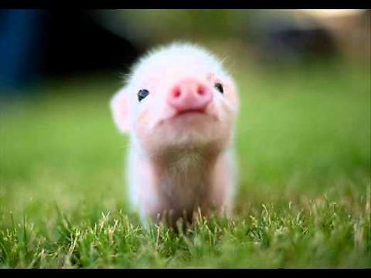 VeggieSalomé picture