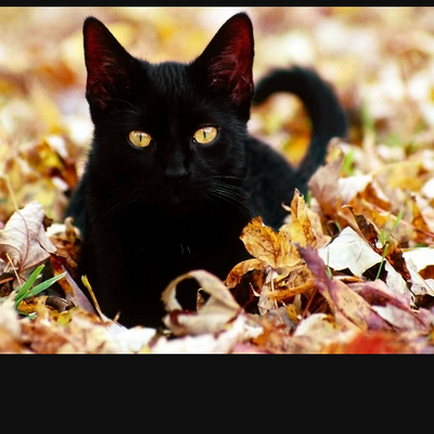 Blackyellowcat picture