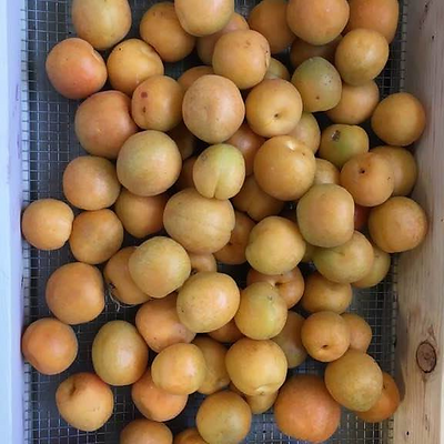 DanicaTuxbury picture