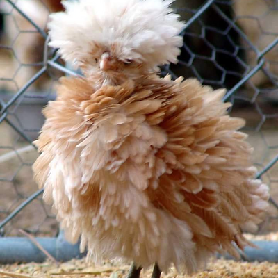 HappyMeowIam picture