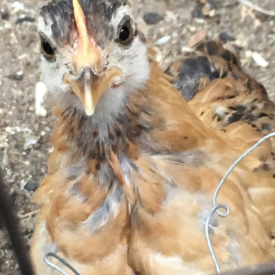 MichelleTotman picture