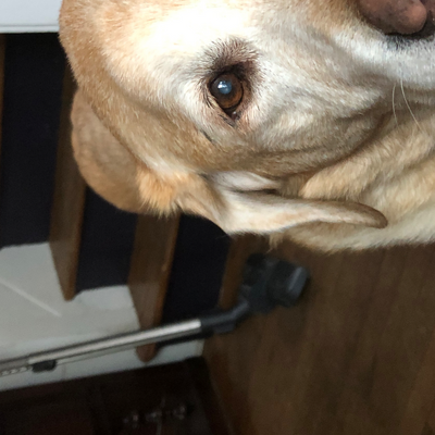 Ferdinandthebull picture