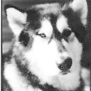 Sasquatchastur picture