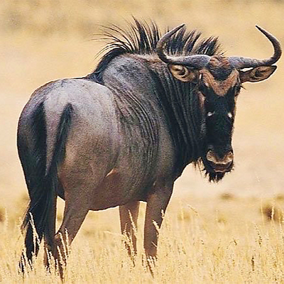 Wildebeest picture