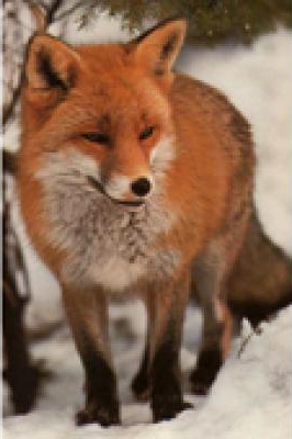 happyfox picture