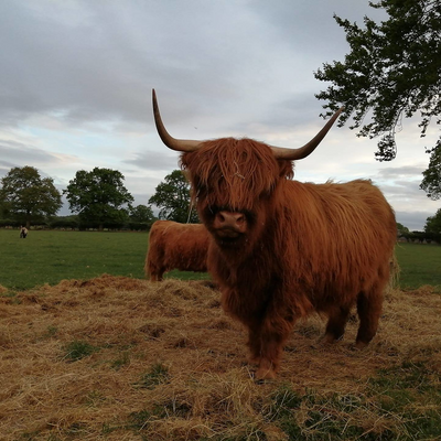 Meadowwalk picture