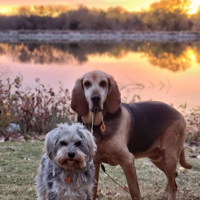 3Dogs&aHippie picture