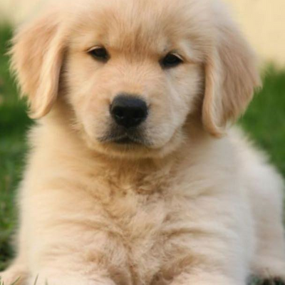 Marc-AndréRoberts picture