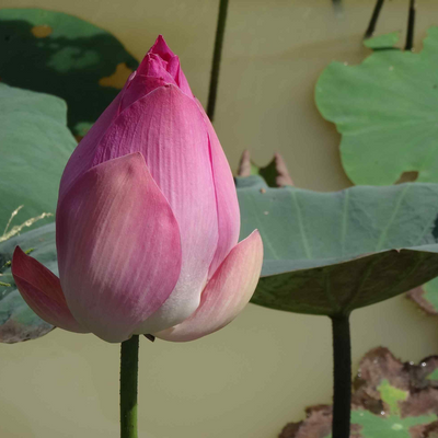 mettavihara picture