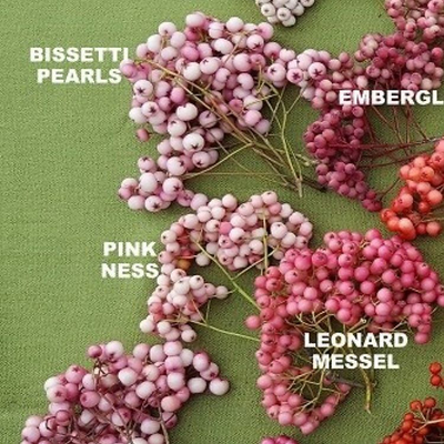 LauraAucuparia picture