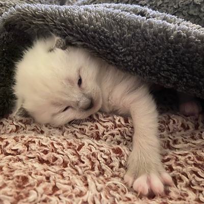 RyanLovesFood picture