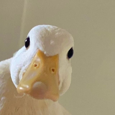 TinyQuack picture