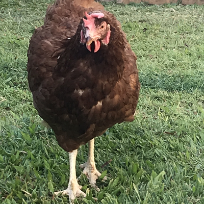 chookie♥️ picture