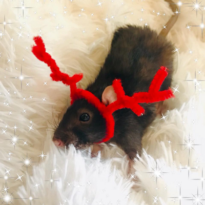 KrissyDobson picture