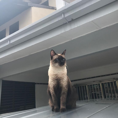 eightninetan picture