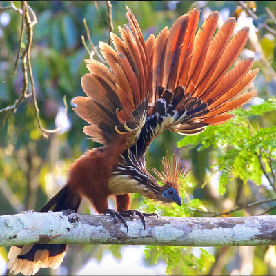 Hoatzin picture