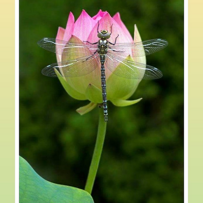 Herbivore9475 picture