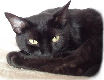 Deschamps Jean Claud picture