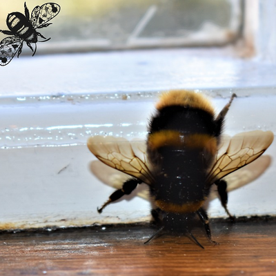 BumbleButt picture