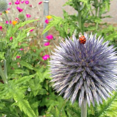 MeganSilverGuthrie picture