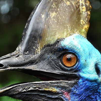 cassowary picture