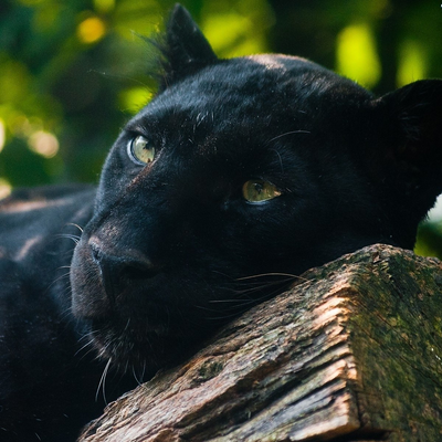 AgnieszkaChodyniecka picture