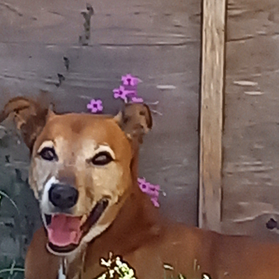 trishgiraffe picture