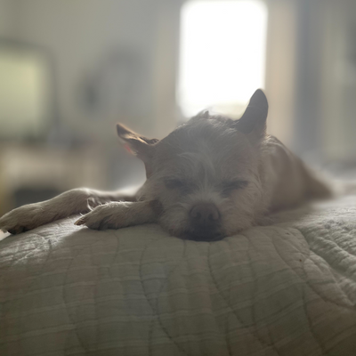 epileptic_bass picture