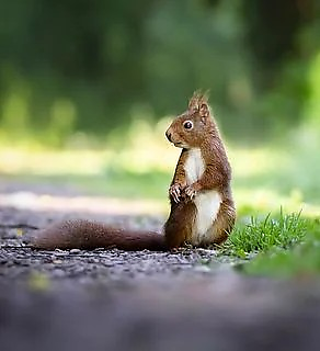 🐿️🐿️🐿️🐿️🐿️🐿️🐿️ picture