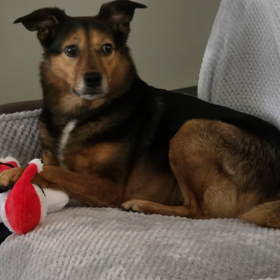 banana__clip picture