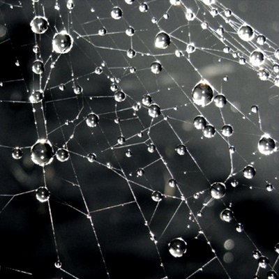 Black.sXe.1323 picture