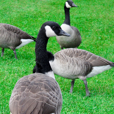 VeryMuchVegan picture