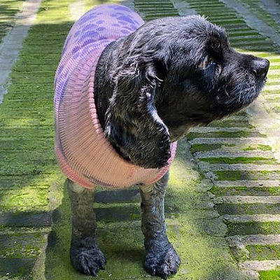 friedchickendumpling picture