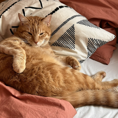 Miezepeter picture