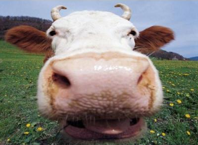 kielerkoenig picture