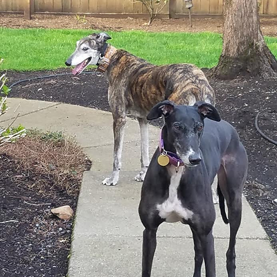 GreyhoundMom picture