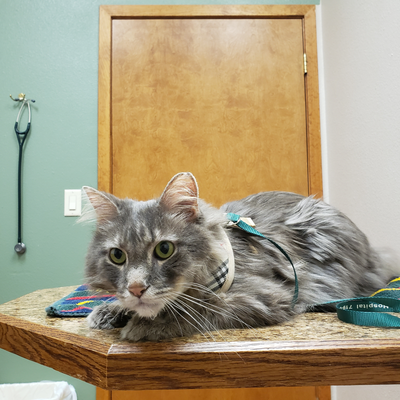 houserockkitchen picture