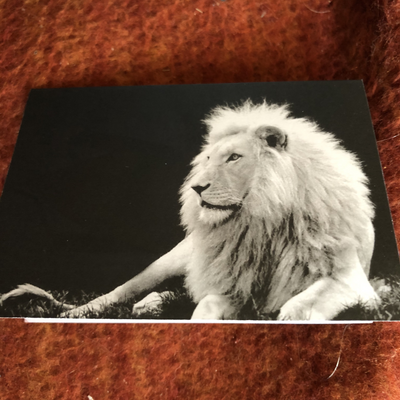 AkosuaChristi picture