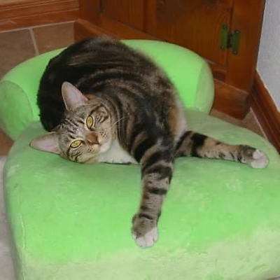 VanessaCurry picture