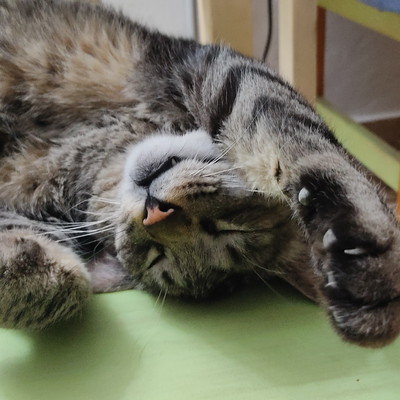 adrianbtrader picture