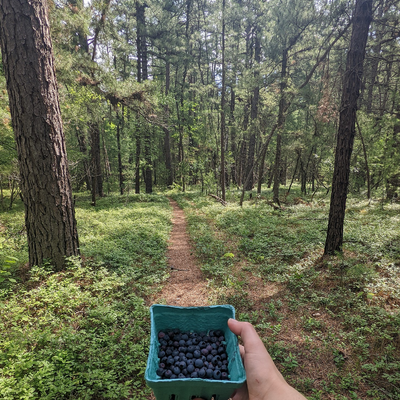 adirondackvegan picture