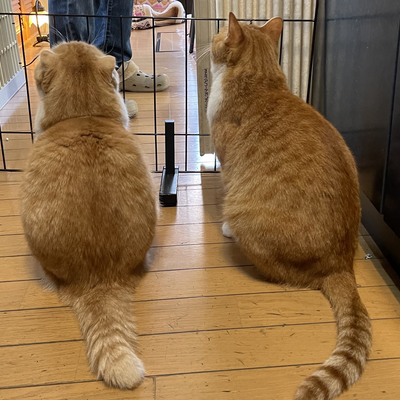 Analoveanimals picture