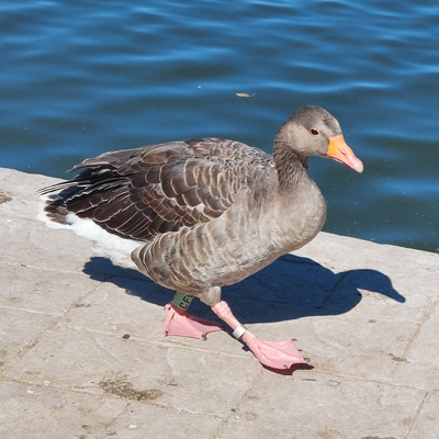 WanderingGoose picture